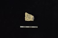 陶片藏品圖，第1張